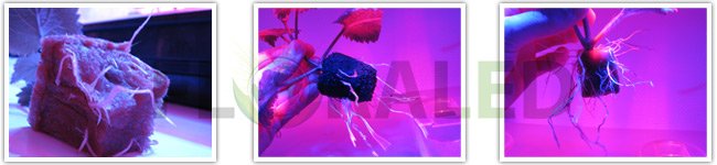 bouturage spectratube culture sous led