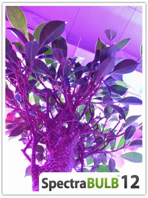 spectrabulb 12 culture sous leds horticole