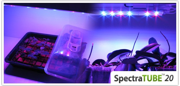 spectratube culture sous led orchidee
